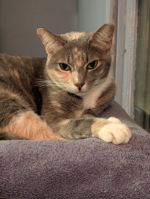 Photo 3 of Penny
