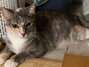 Penny - Photo 2