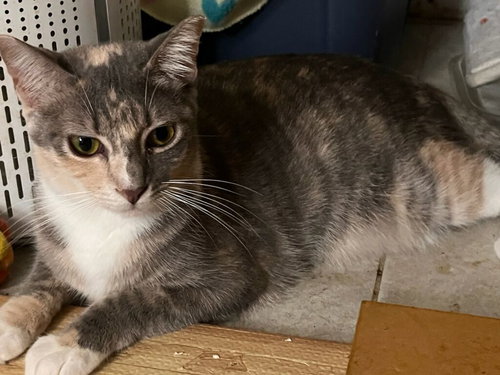 PENNY - Domestic Short Hair available for adoption