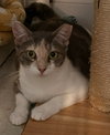 Poppy - Photo 2