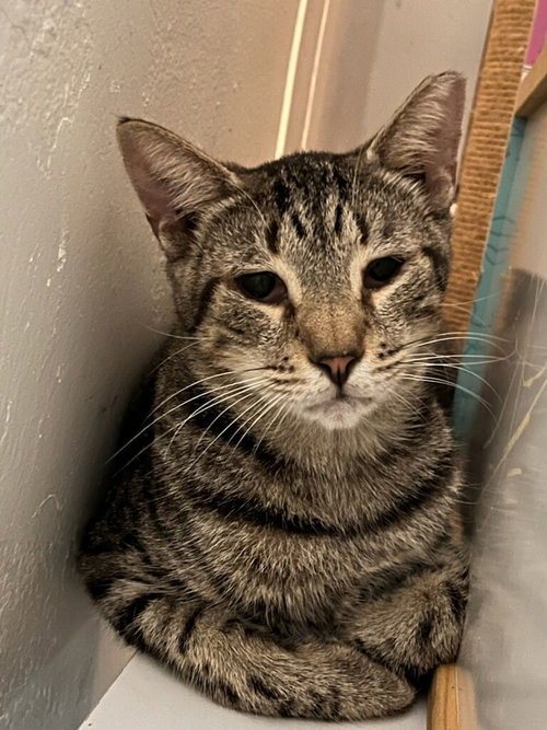 RAINBOW - Tabby available for adoption