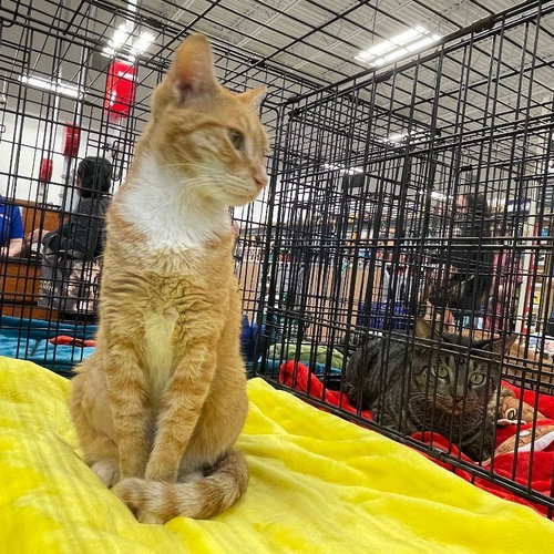 picture of the cat needing adoption