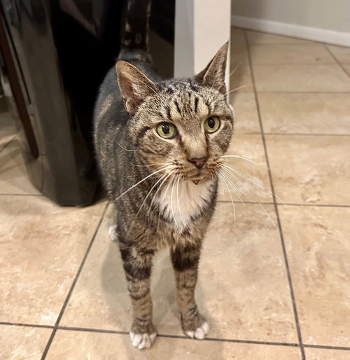 picture of the cat needing adoption