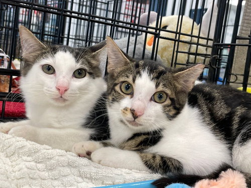picture of the cat needing adoption