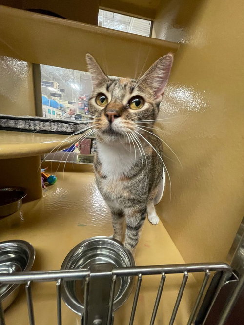 DOTTIE - Domestic Short Hair available for adoption