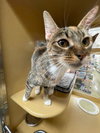 Dottie - Photo 3