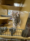 Dottie - Photo 4
