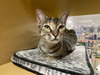 Cougar - Photo 1