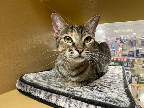 picture of the cat needing adoption