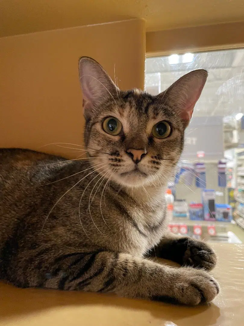 Cougar - Domestic Short Hair