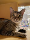 Cougar - Photo 3