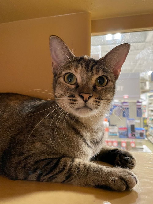Cougar, a cat for adoption from Beyond Nine Cat Rescue