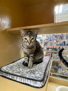 Cougar - Photo 4