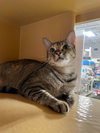 Cougar - Photo 6