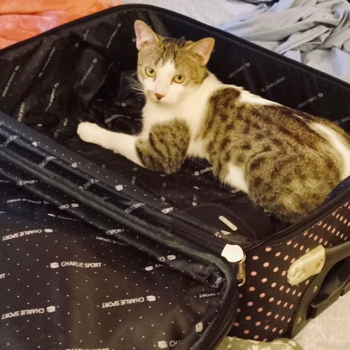 picture of the cat needing adoption