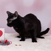 Gadget - Photo 1
