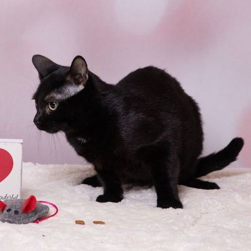 picture of the cat needing adoption