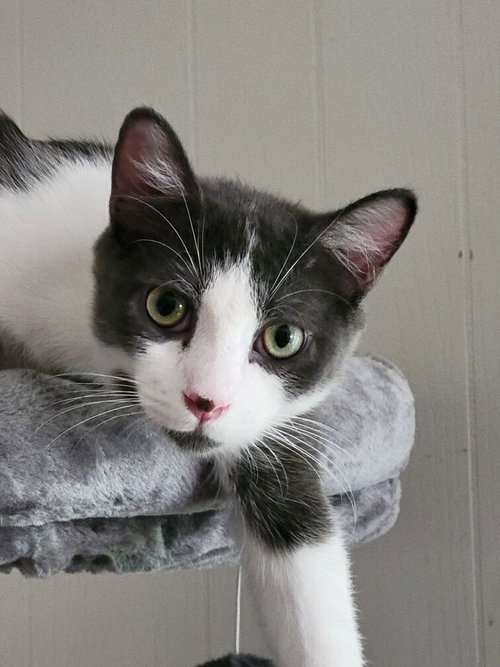 GIZMO - Tuxedo available for adoption