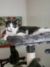 Gizmo - Photo 2