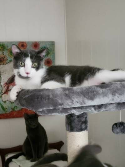 GIZMO - Tuxedo available for adoption