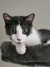 Gizmo - Photo 3