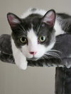 Gizmo - Photo 4