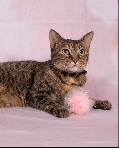 NINA - Tabby available for adoption