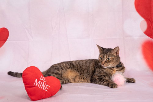 NINA - Tabby available for adoption