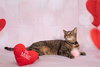 Nina - Photo 4