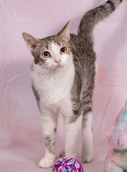 DEL - Domestic Short Hair available for adoption
