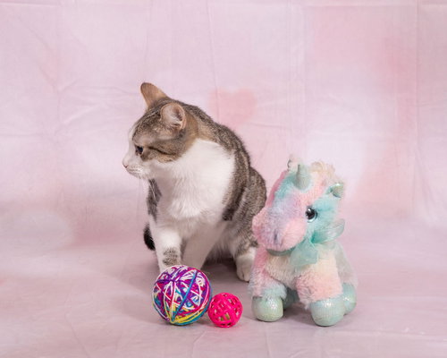 DEL - Domestic Short Hair available for adoption