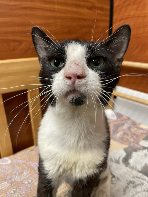 SEVEN - Domestic Short Hair available for adoption