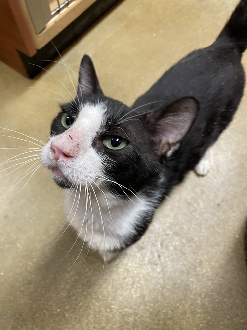 SEVEN - Domestic Short Hair available for adoption