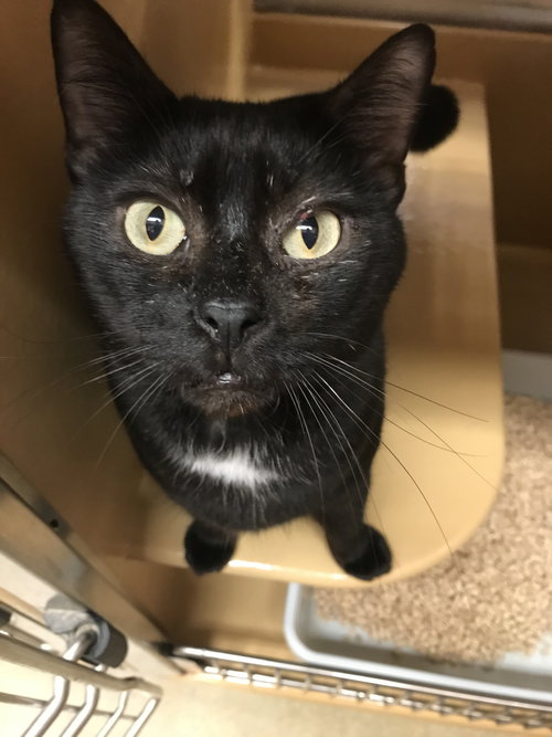 DAVIE - Domestic Short Hair available for adoption