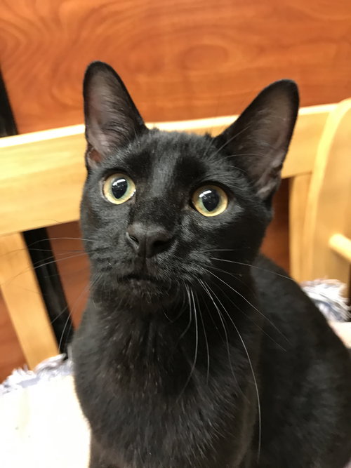 BEASTIE - Domestic Short Hair available for adoption