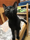 Beastie - Photo 2