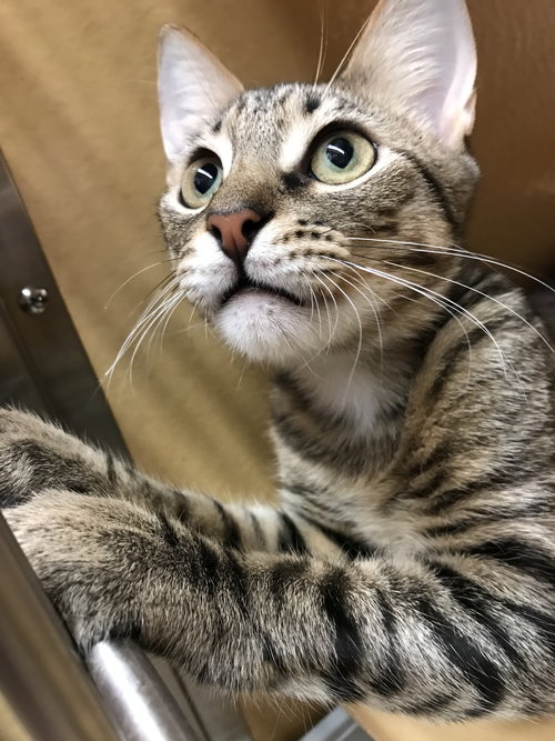 IGGY - Domestic Short Hair available for adoption
