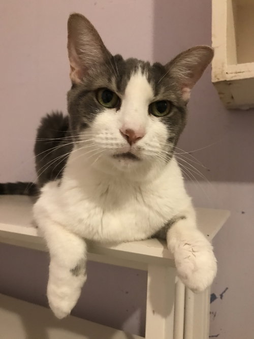 LEAH - Domestic Short Hair available for adoption