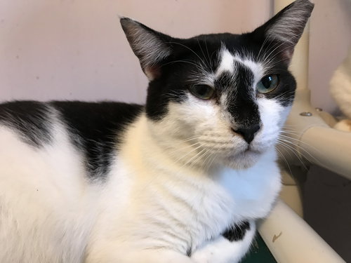 JIMMY D - Domestic Short Hair available for adoption
