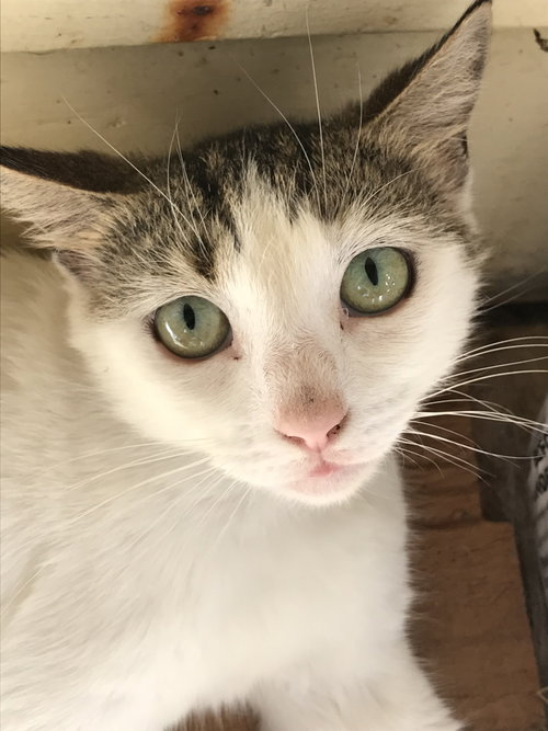 REMI - Domestic Short Hair available for adoption