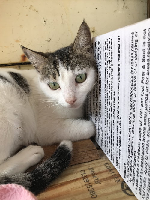 REMI - Domestic Short Hair available for adoption