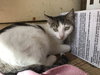 Remi - Photo 3