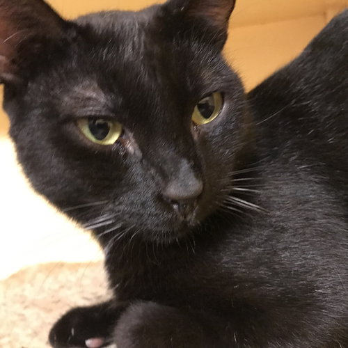 RAPHAEL - Domestic Short Hair available for adoption