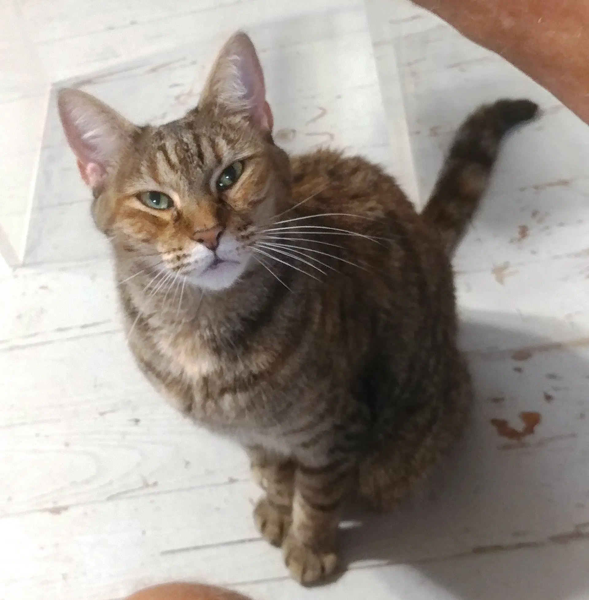 Esme - Domestic Short Hair