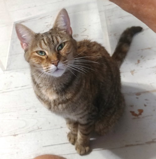 picture of the cat needing adoption