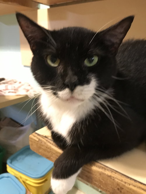 OREO - Domestic Short Hair available for adoption