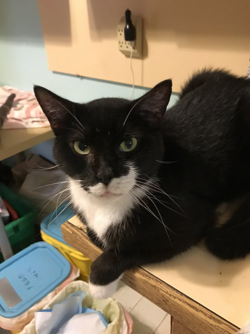 OREO - Domestic Short Hair available for adoption