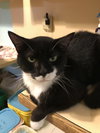 Oreo - Photo 3