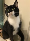 Oreo - Photo 4