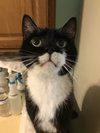 Oreo - Photo 6